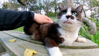 夕方の公園へ行くとお疲れの様子の猫達がいたのでナデナデしてきた