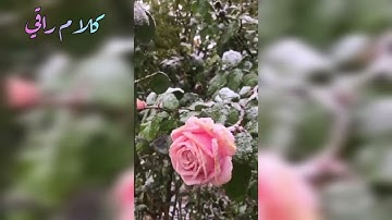 سورة الكهف عبد الرحمن العوسي /abdel rahman al ossi تلاوة خاشعة