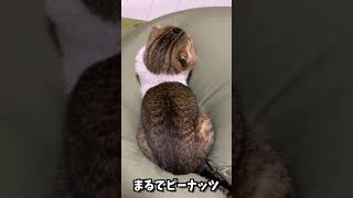 ミーアキャットやピーナッツにも化られる猫 #shorts