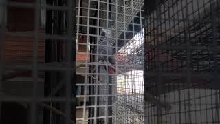 bird 🐦  orakam thanne main#travel #animeshorts #nature
