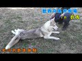 【世界の名犬牧場】 犬のお散歩体験（シベリアンハスキー）
