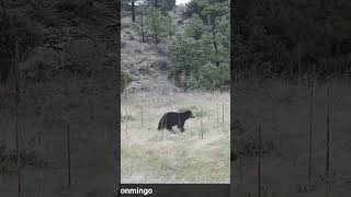 the bear has woken up😳😳#subscribe #wildlife #bear #hunting