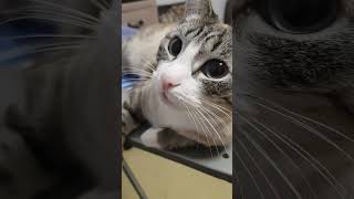 Если завтра выходной☺️ #cat #best #юмор #жизнь #kitten  #приколы #котики #топ #like #настроение