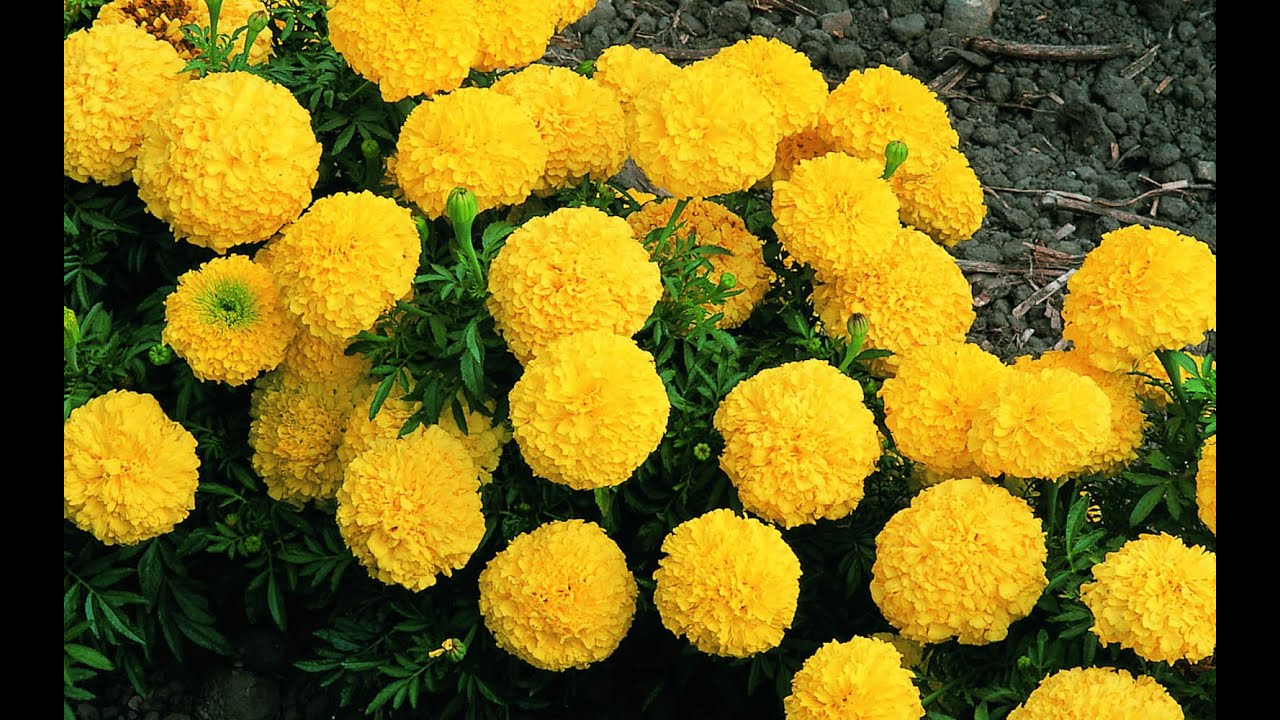 Drumstick Cultivation || Marigold Cultivation - Eruvaka - 25-10-2014 - 99tv