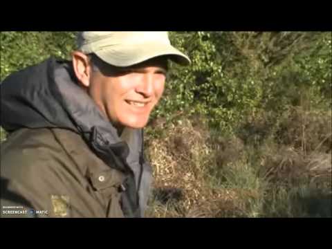 Adders on Springwatch (2010)