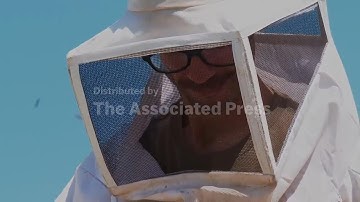 Greeks embrace urban beekeeping, hosting hives on rooftops to support local ecosystems