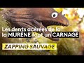 Les dents acérées de la murène font un carnage - ZAPPING SAUVAGE