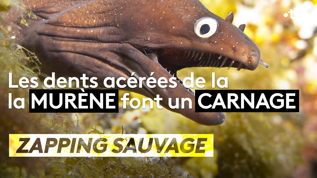 Les dents acérées de la murène font un carnage - ZAPPING SAUVAGE