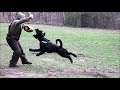 giant schnauzer blackmoore wolverine training januar2018