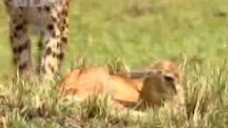 Cheetah Hunting a baby gazelle.