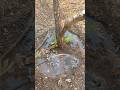 لاتسق نباتك بهذه الطريقة شوف ماذا حدث عندي Fruit Farming Garden زراعة منزلية زراعة زراع لاتسق نباتك بهذه الطريقة شوف ماذا حدث عندي Fruit Farming Garden زراعة منزلية زراعة زراع