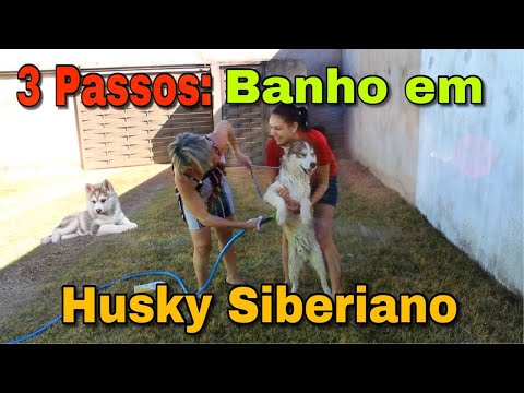 Vídeo: Como Dar Banho Em Seu Husky