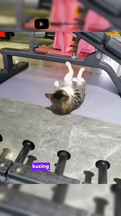 Kucing Sit-Up #shorts #cat #funny