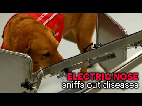 Video: Neuvěřitelný vyhledávací pes pomáhá řešit cyber zločiny s nosem