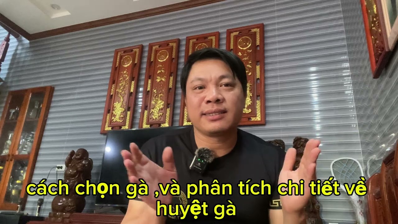 cách chọn gà ,và phân tích về những huyệt  gà ,chi tiết nhất_tintuc24h_kinh nghiệm từ @mrthogalai  