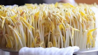 發綠豆芽的製作詳細完整的教程，原來發豆芽這麼簡單，5天就能吃，值得收藏。A detailed and complete tutorial on making green bean sprouts