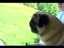 Screaming Pug