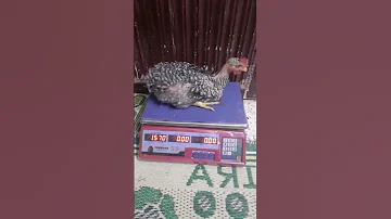 ميزان الفراخ الجميزة على عمر ٤٥يوم 