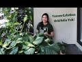 Gambar Philodendron Burle Marx - Small dari Shop with Sky Jakarta Selatan 7 Tokopedia