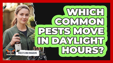 Which Common Pests Move In Daylight Hours?