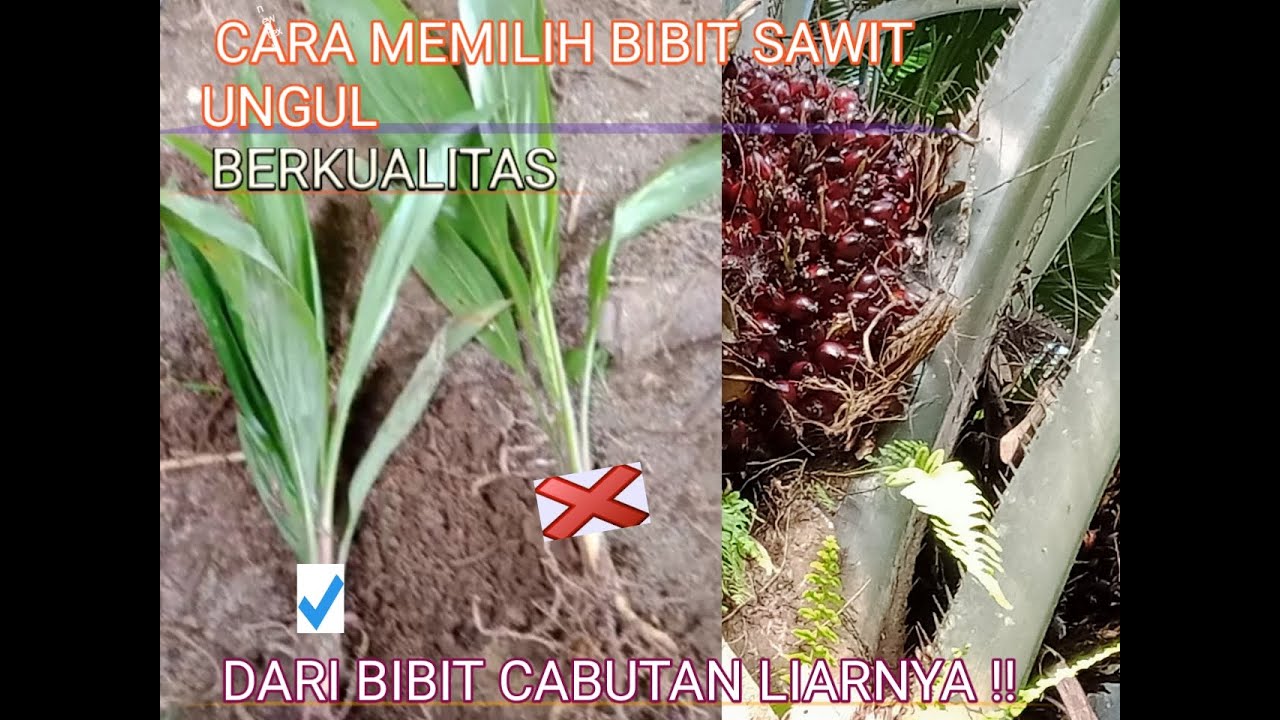 CARA MEMILIH  BIBIT SAWIT  CABUTAN LIAR  LEBIH BERKUALITAS UNGUL