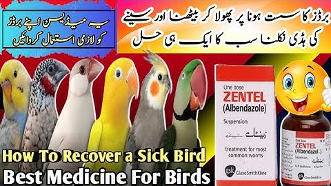 How To Recover a Sick Birds | Zentel Medicine used For Birds | infected birds solution