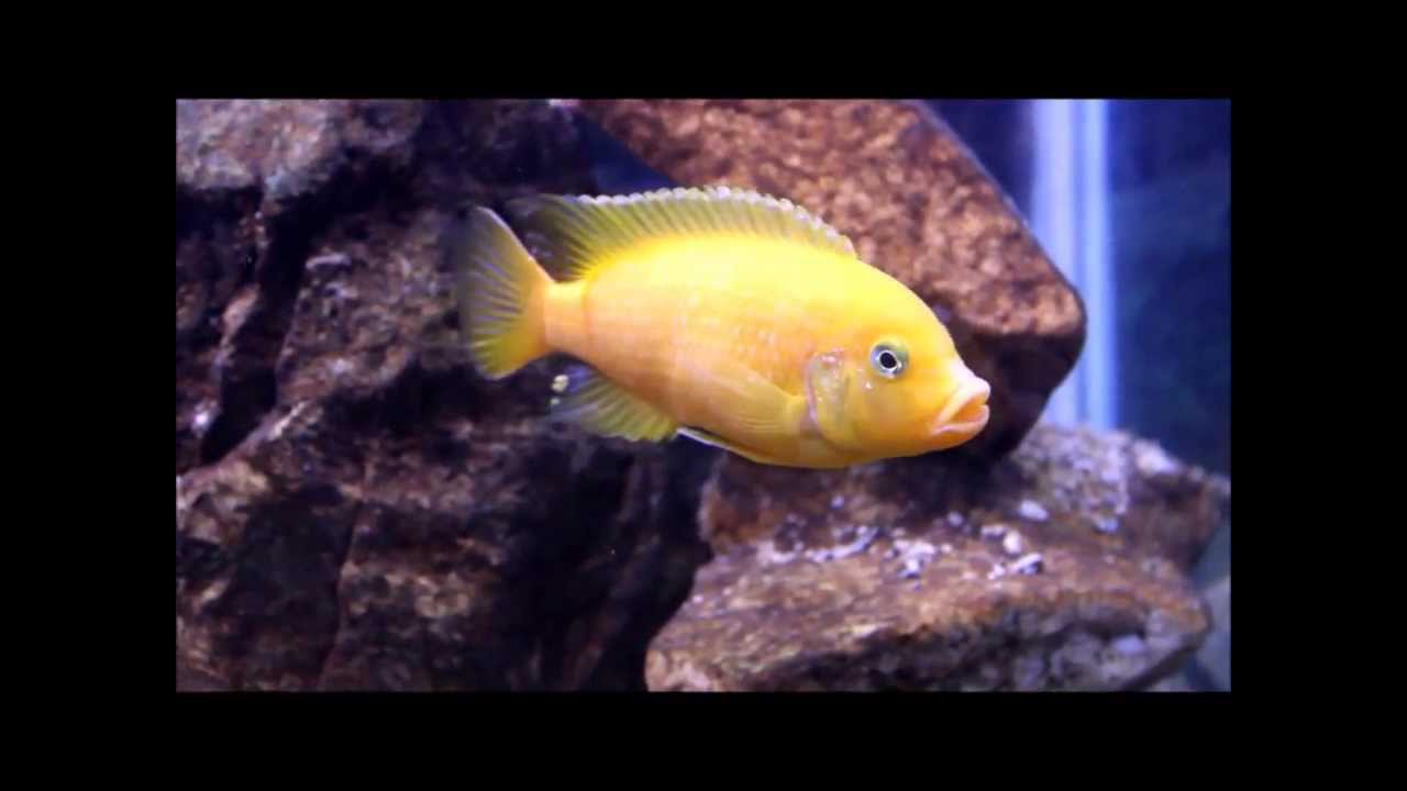 male cichlid fish African cichlids