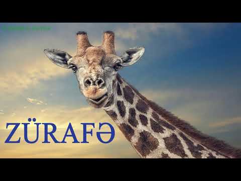 Zürafə - Dünyanın ən hündür heyvanı haqqında maraqlı faktlar