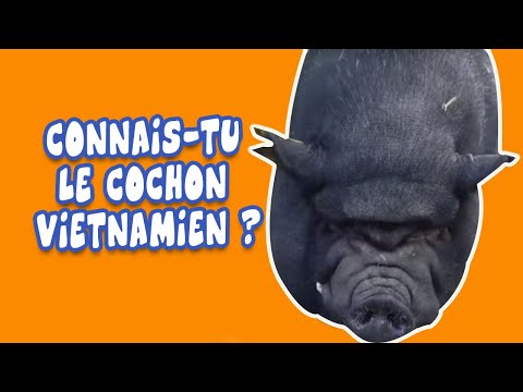 Vidéo: Comment Se Reproduit Le Cochon Vietnamien