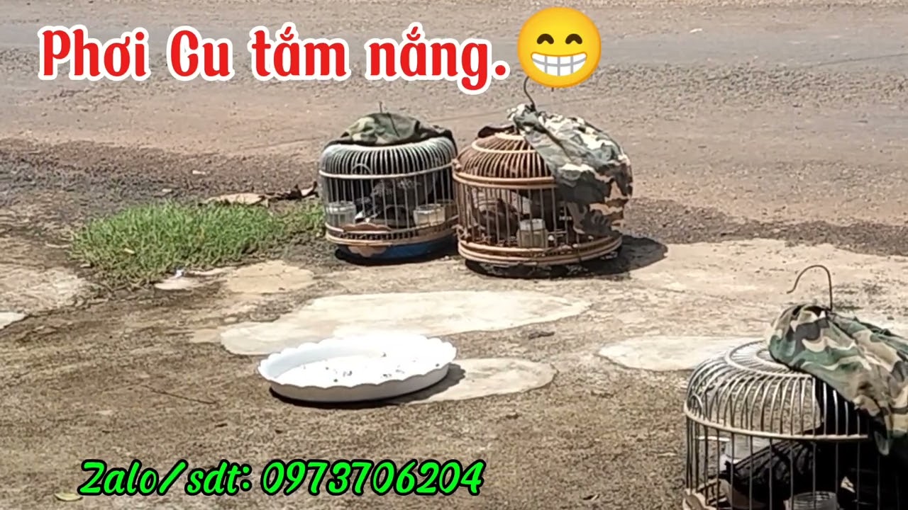 Mưa gió Cu mốc hết rồi.tranh thủ mang mấy con mồi và bổi nổi tắm nắng.ae cần lh e