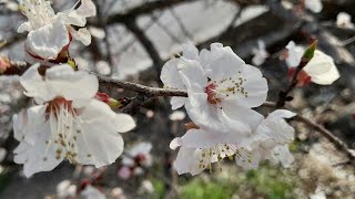 Nowruz baýramyñyz gutly bolsun!