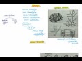Ectocarpus Vegetative Structure (BSc 1st yr ) @CuriousCelll