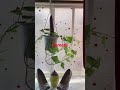 Hanging Kamote