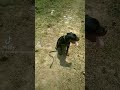 K9 DOG TRAINING NEGOMBO ..🐕🐕🐕