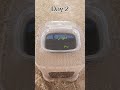 زراعة الازولا و النمو 13 يوم    