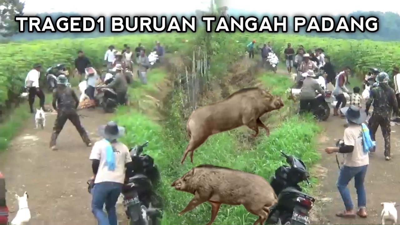 MOMEN MENEGANGKAN SAAT BERBURU DI TANGAH PADANG SITUJUAH