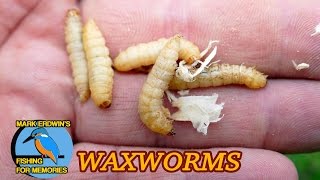 Roving on a tiny river - Fishing with Wax worms (Video 86) 