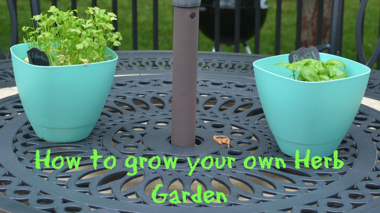 How to grow your own Herb Garden YouTube