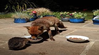 Fox And Hedgehog Meet Every Night To Have Dinner Together