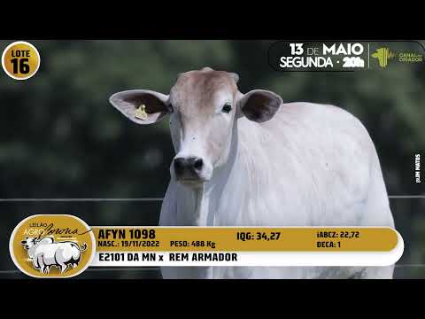 LOTE 16 AFYN 1098