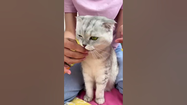 How to brush a cat's teeth🦷