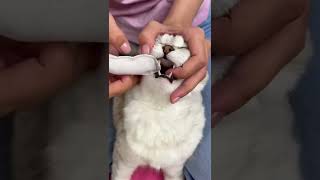 How To Brush A Cat's Teeth🦷