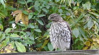 Coopers Hawk hunting birds in Baton Rouge garden near bird feeder