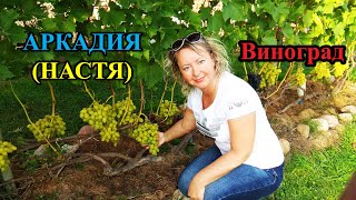 🔴🔴Всегда с урожаем. Виноград Аркадия (Настя). Ранние и ультраранние сорта винограда.