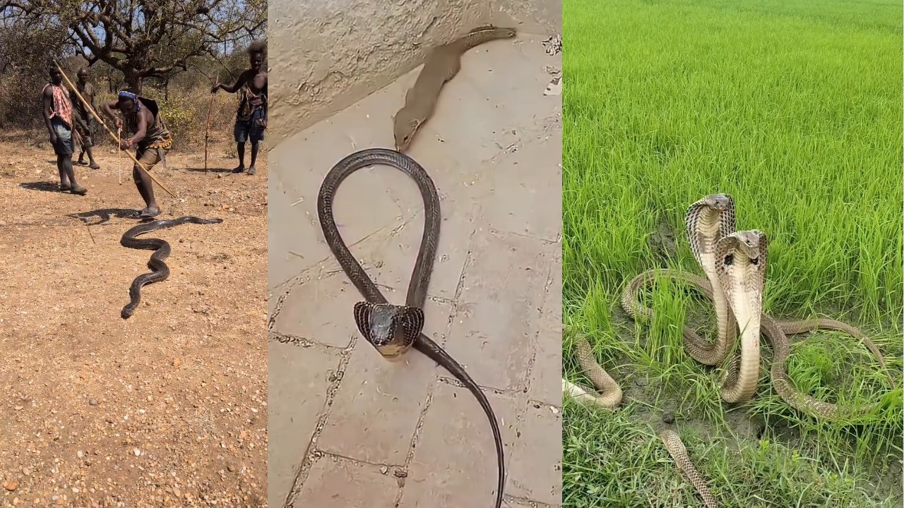 🐍 देखिए! साँप 🆚 नेवला – आखिर कौन जीतेगा? 😱 | Live मुकाबला | YouTube Live
