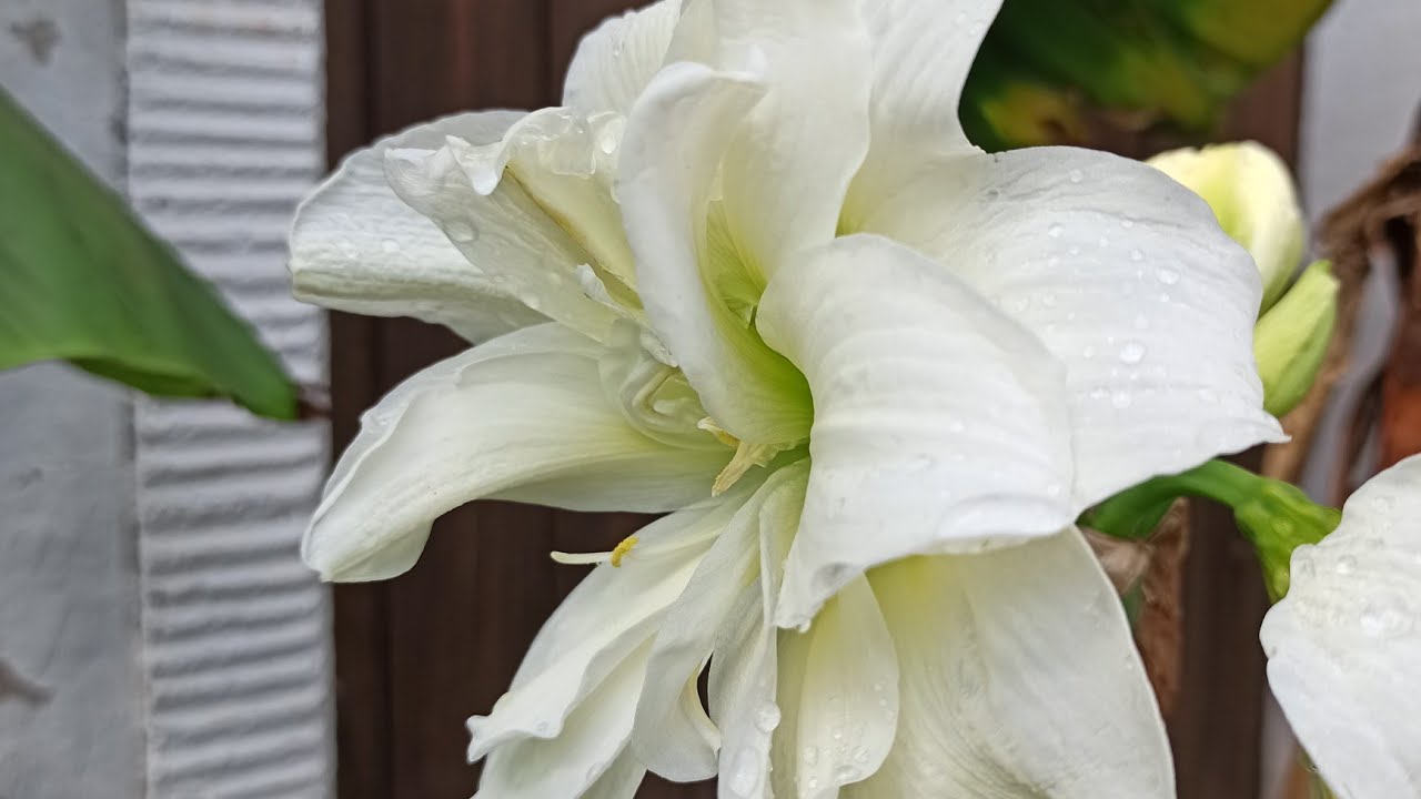 Amaryllis blüht im August: Warum das völlig normal sein kann