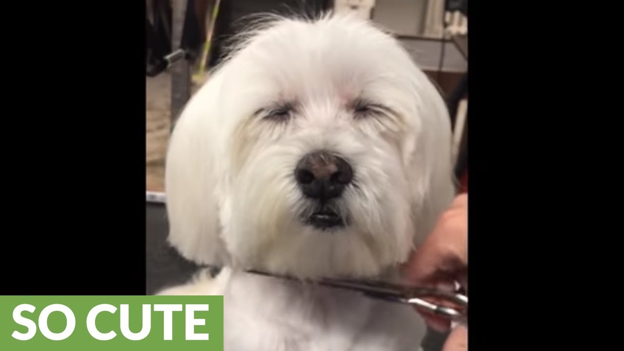 Dog nearly falls asleep while at the groomers