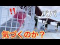 お散歩中にいるはずのないパパが現れたらオウムは気づくのか?【モモイロインコ】