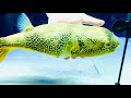 Tetraodon mbu puffer giant freshwater puffer 45cm