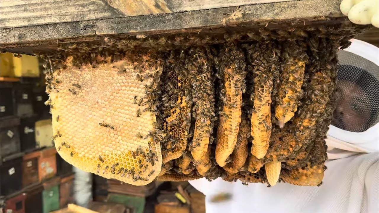 RESGATE / ENXAME GIGANTE CHEGOU no meu BARRACÃO 🐝